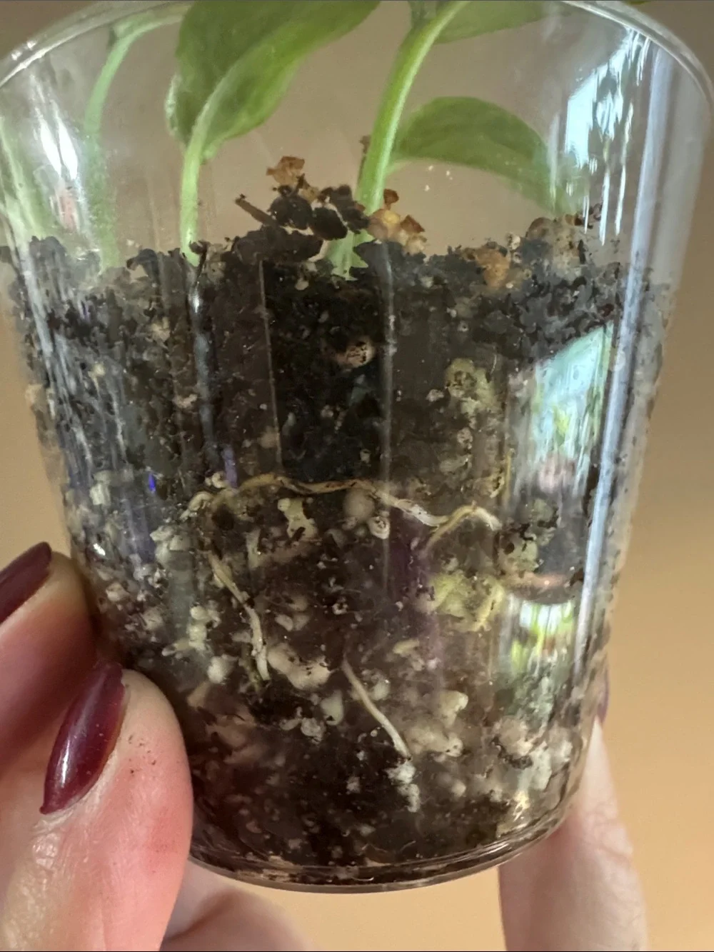 N/A rooted golden